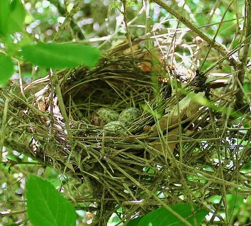 Northern Cardinal Nest (with eggs) by Raeven_Davis is marked with CC0 1.0.